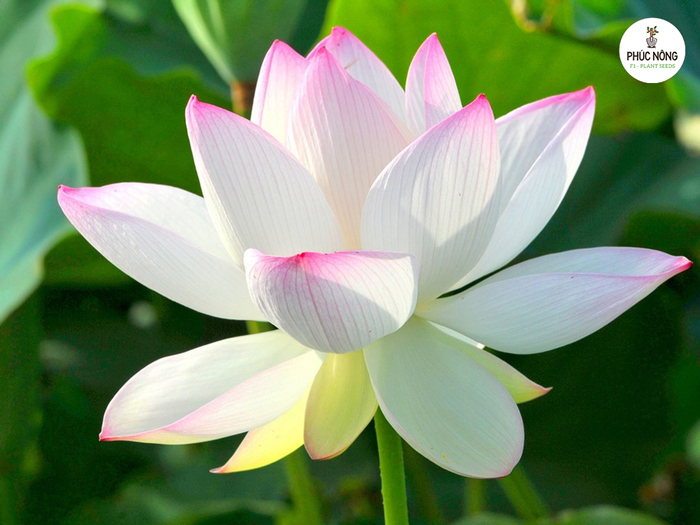 Hoa sen rất được ưa chuộng trồng tại Việt Nam