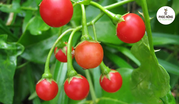 Công dụng và tác dụng của cây cà gai leo