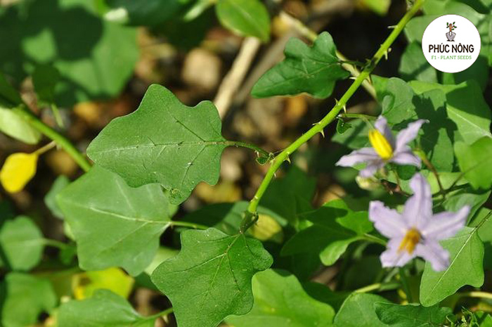 Tác dụng phụ của cà gai leo và đối tượng hạn chế dùng