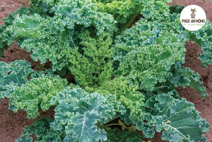 Cách trồng rau Cải Xoăn Kale