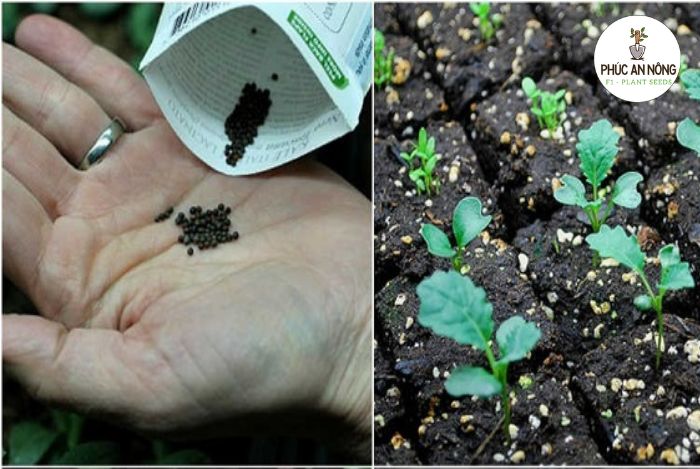 Cách ươm hạt giống cải xoăn Kale khổng lồ