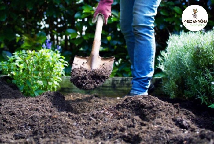 Chuẩn bị trước khi trồng giống hạt cải xoăn Kale