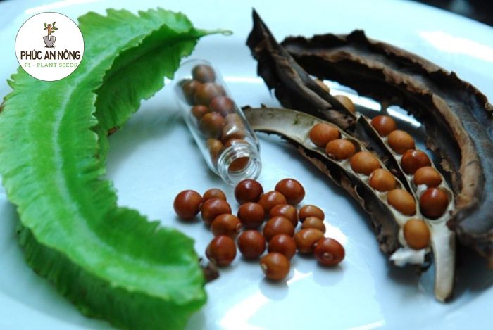 Công đoạn chuẩn bị gieo trồng hạt giống cây đậu rồng