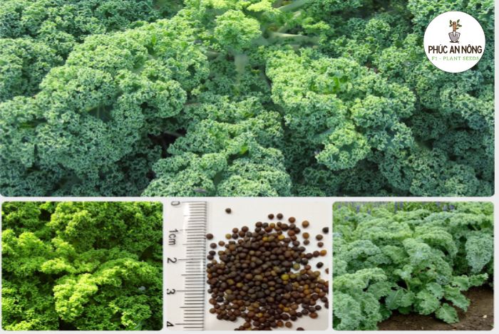 Đặc điểm của hạt giống cây cải xoăn Kale