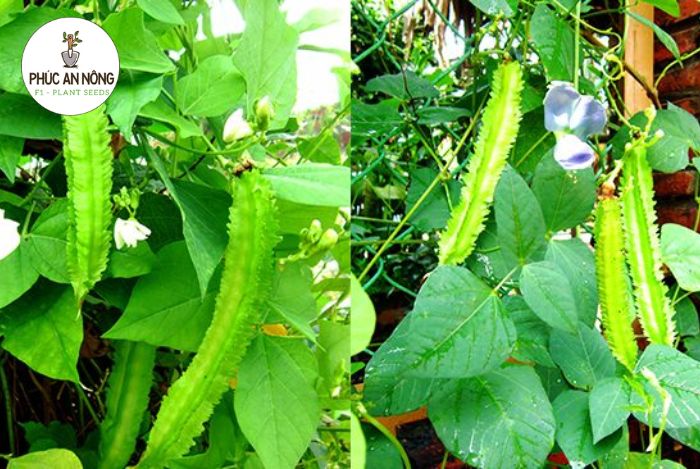Kỹ thuật chăm sóc hạt đậu rồng
