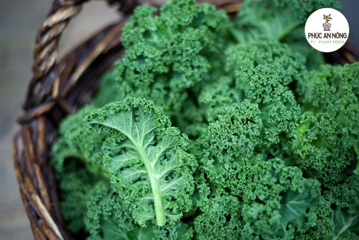 Mua hạt giống cải xoăn Kale giá sỉ tại Phúc An Nông