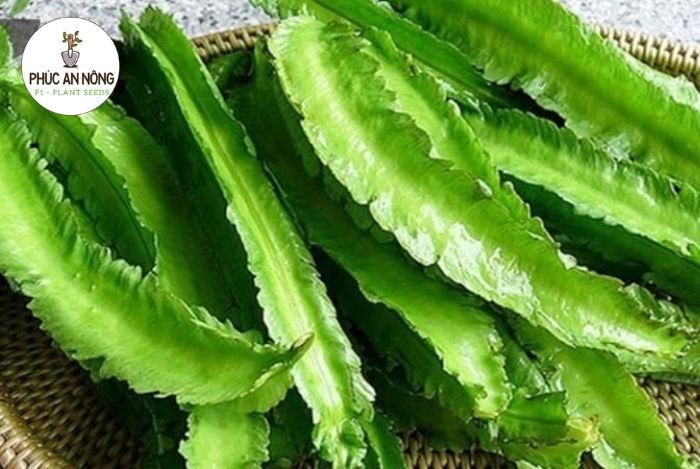 Địa chỉ mua hạt giống cây đậu rồng
