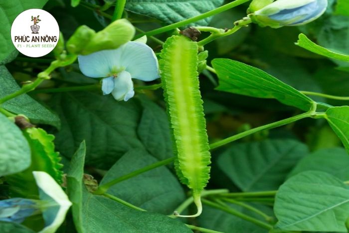 Phương pháp thu hoạch cây đậu rồng