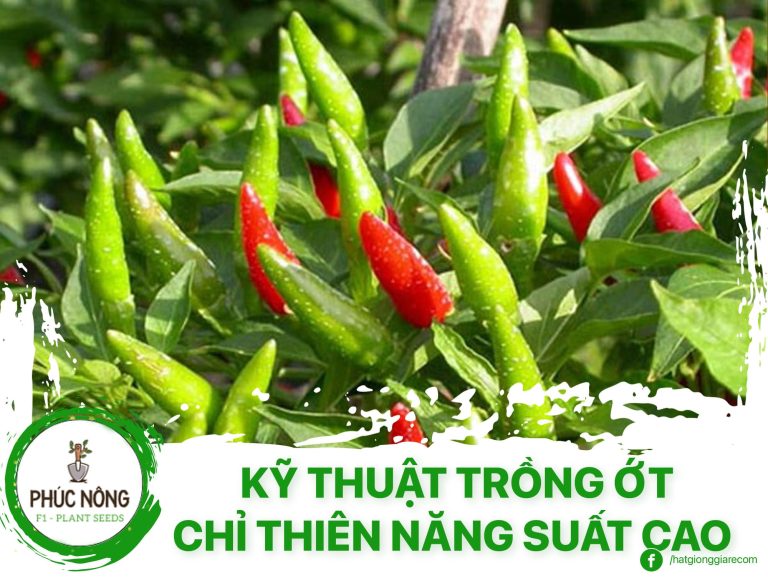 kỹ thuật trồng ớt chỉ thiên