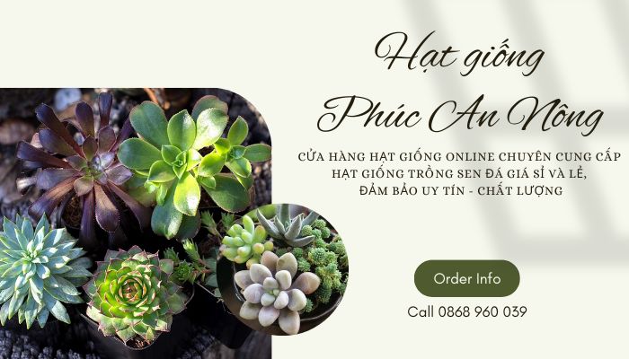 Mua hạt giống trồng sen đá giá sỉ