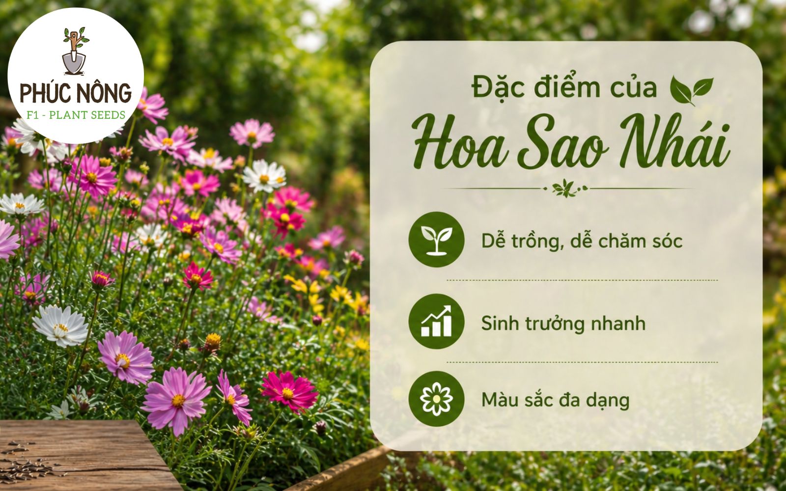 Đặc điểm của hạt giống hoa sao nhái
