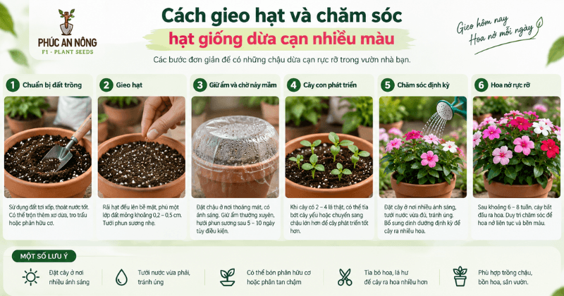 Cách gieo hạt giống dừa cạn nhiều màu và chăm sóc cây