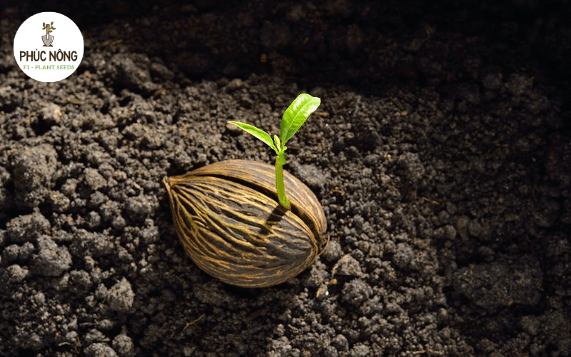 cách lựa chọn nguồn mua sỉ hạt giống tại Hà Nội