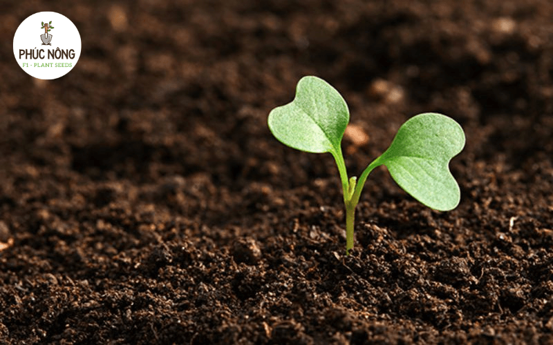 C.H Việt Nam là nguồn hàng hạt giống Hà Nội chuyên về các loại hạt giống rau mầm