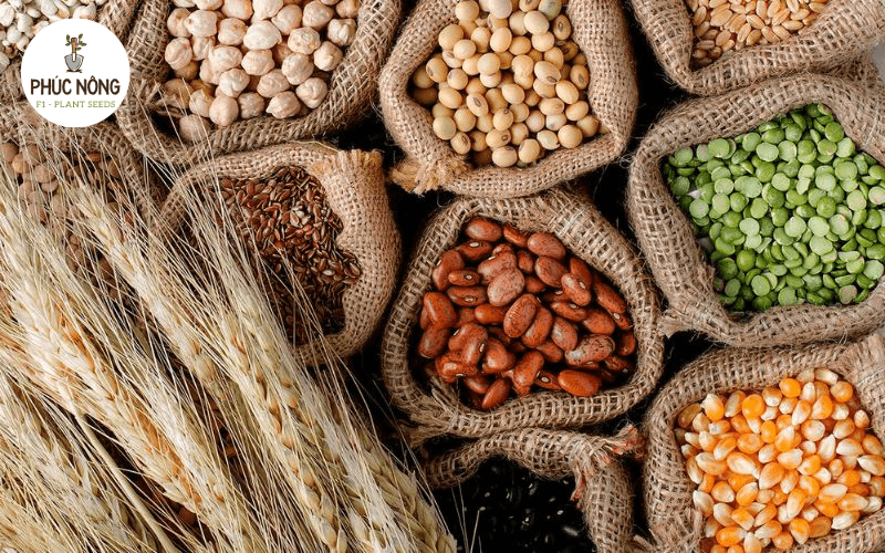 cửa hàng hạt giống chuyên bán sỉ hạt giống tại Hà Nội