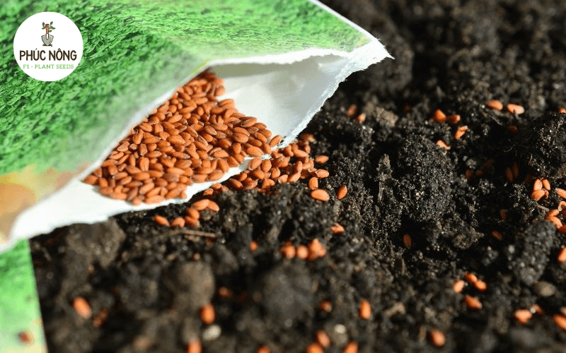 địa chỉ mua bán hạt giống Hachi cung cấp các dòng hạt giống rau thủy canh chất lượng