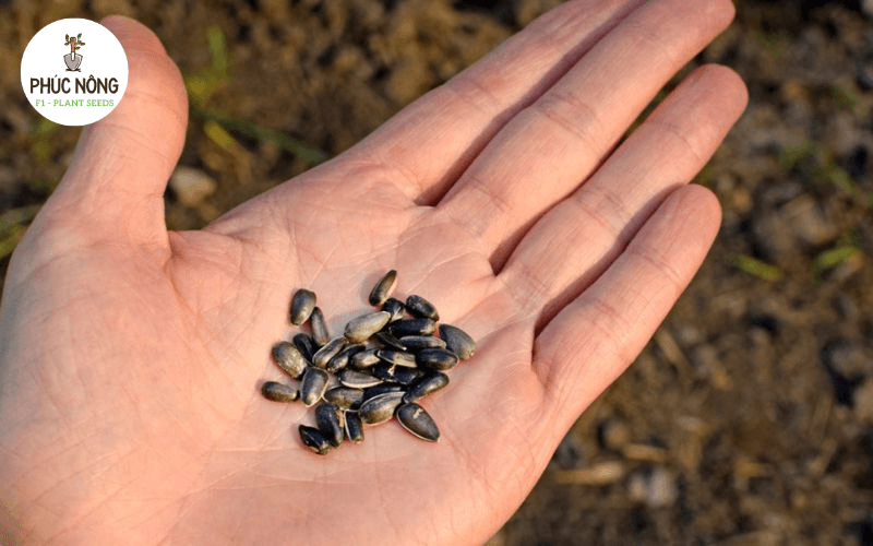 HADICO cũng là nguồn nhập sỉ hạt giống uy tín tại thủ đô