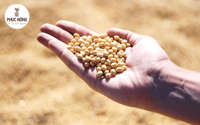 kho sỉ hạt giống Hà Nội - An Tâm