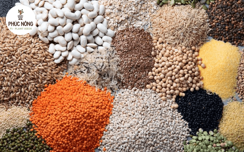 Nắng Vàng là kho sỉ hạt giống Hà Nội, bán hạt giống HN cực hot trên thị trường