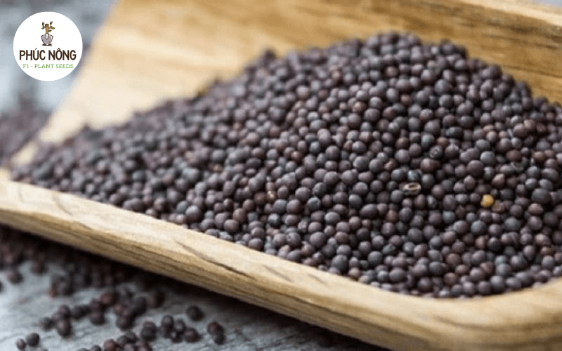 sỉ hạt giống rau Hà Nội uy tín từ học viên Nông nghiệp