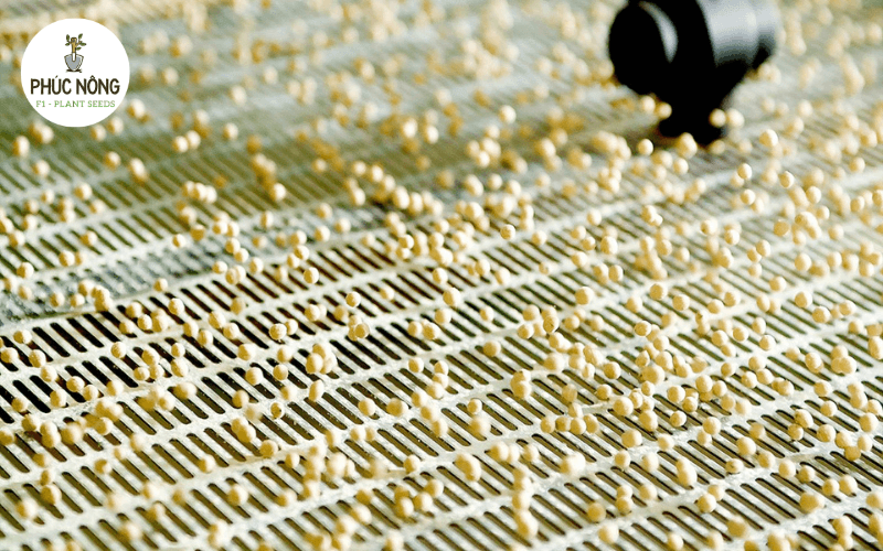 tình hình kinh doanh hạt giống hiện nay