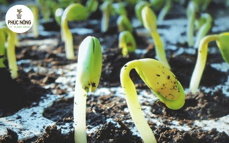 Nông Nghiệp Phố cũng là nguồn hạt giống giá sỉ uy tín tại Hà Nội