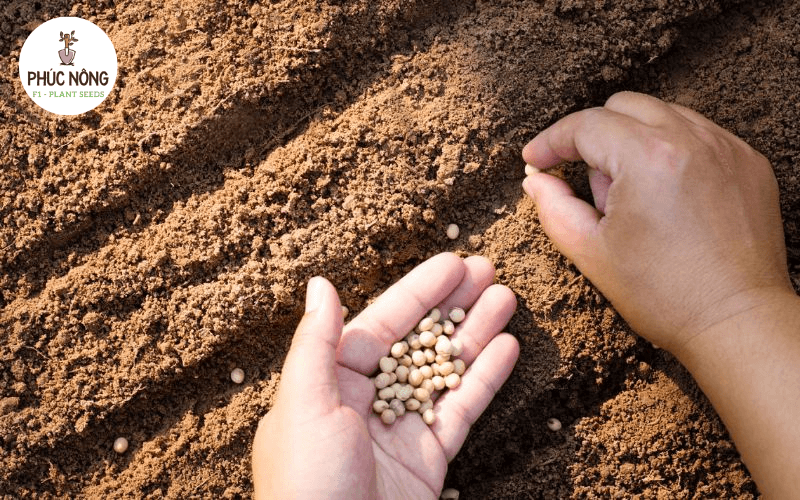 nguồn hàng hạt giống Hà Nội giá cực mềm tại Dũng Hà