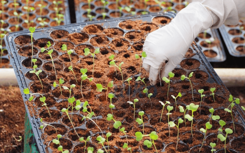 mua sỉ hạt giống ở đâu Đà Nẵng? bạn có thể mua tại Siêu thị hạt giống cầu rồng