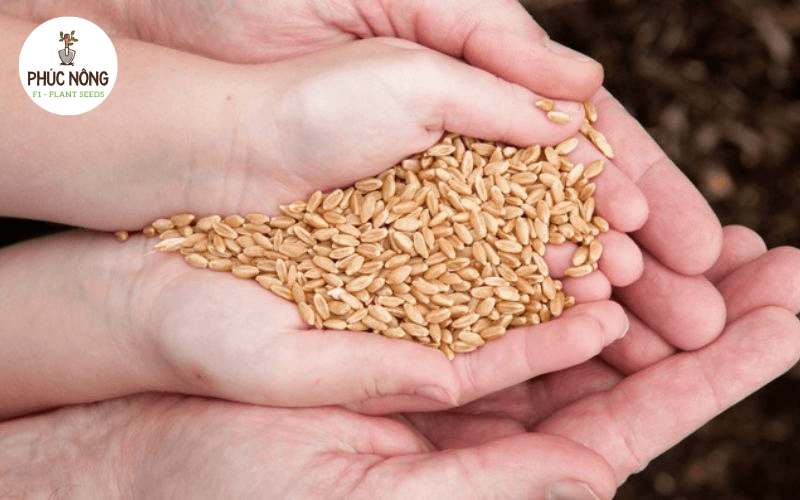 Thế Giới Cây và Hoa chuyên về hạt giống các dòng rau