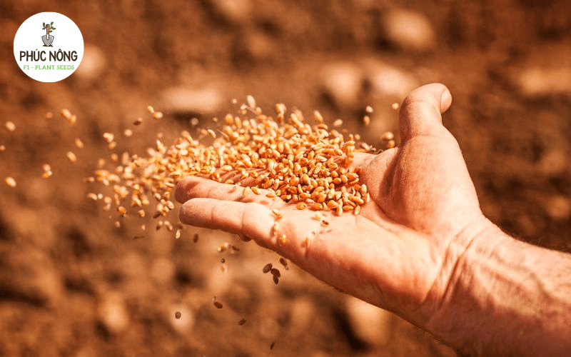 Vinaseed là nguồn nhập sỉ hạt giống tại Hà Nội uy tín cho các trang trại 