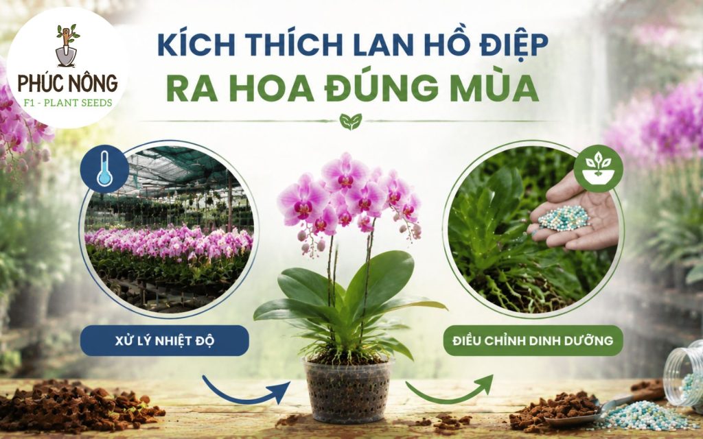 Bật mí tips kích hoa lan ra đúng mùa