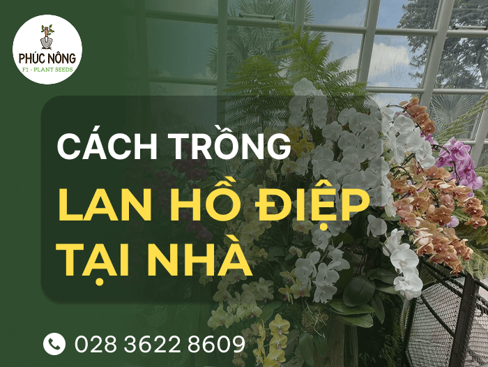 hướng dẫn cách trồng hoa lan hồ điệp tại nhà ra hoa quanh năm