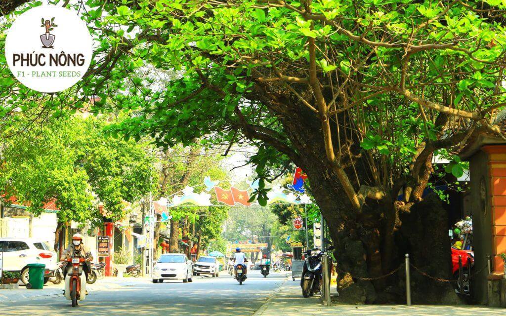 Cây Bàng có lá xếp tầng như ô che tạo bóng mát lý tưởng