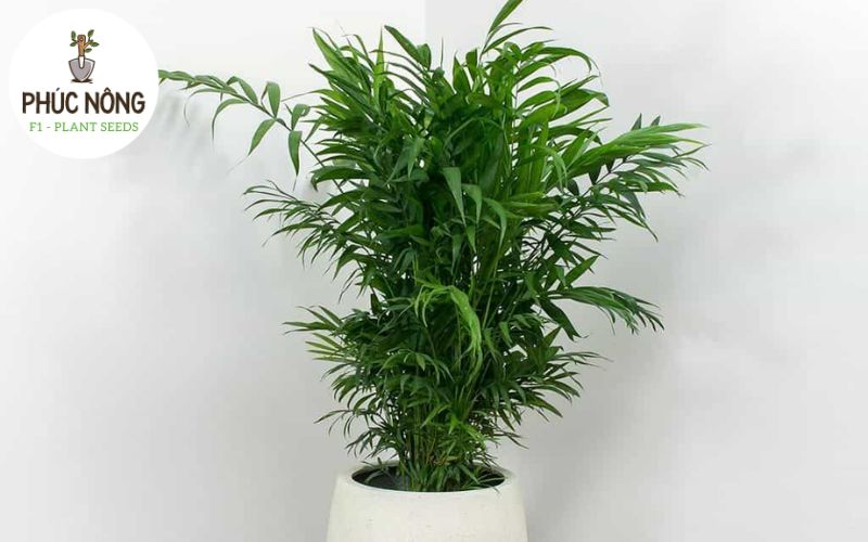 Cây cau tiểu trâm trồng trong nhà