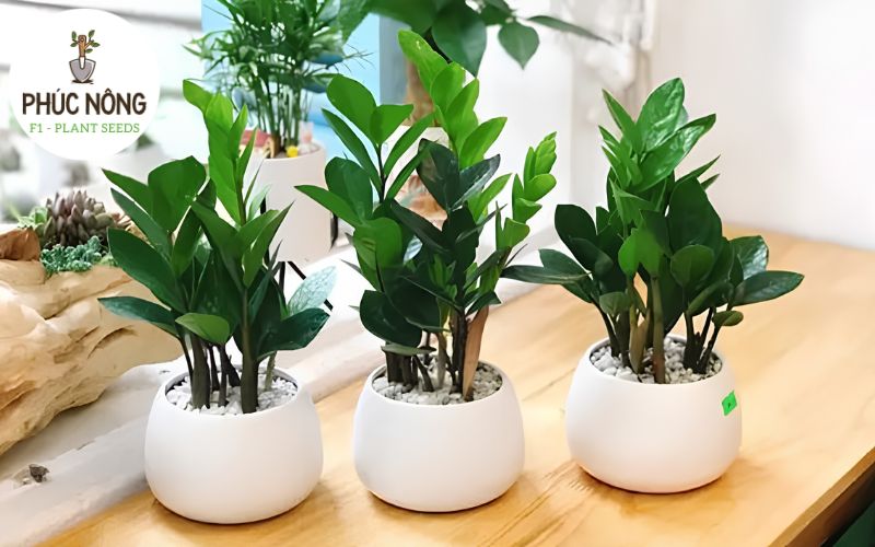 Cây kim tiền - Cây trong nhà đem đến tài lộc