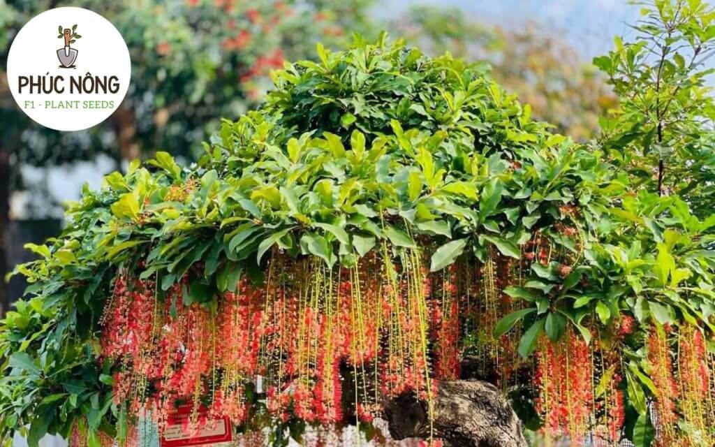 Cây Lộc Vừng sở hữu sắc hoa đỏ mang lại vẻ đẹp phong thủy nổi bật