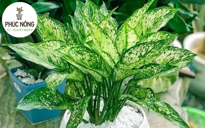 Cây ngọc ngân - Cây trồng trong nhà