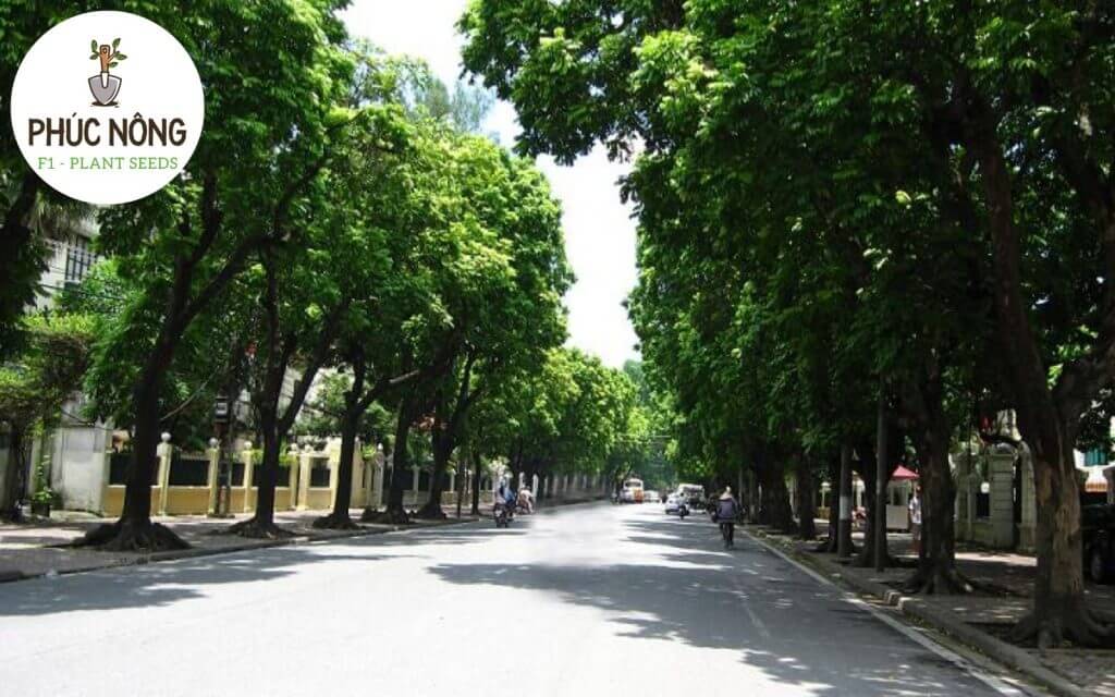 Cây Sấu có tán lá dày đặc giúp giảm nhiệt môi trường hiệu quả