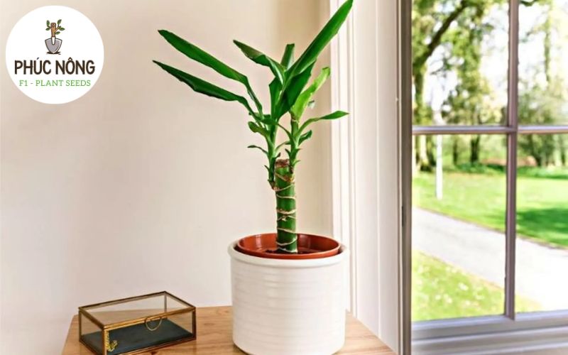 Cây thiếc mộc lan