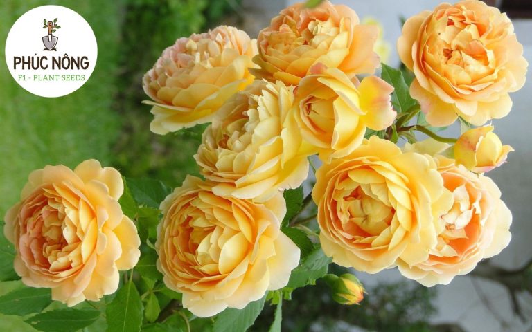 Hoa hồng leo Golden Celebration gây ấn tượng với sắc vàng rực rỡ và hương thơm quyến rũ