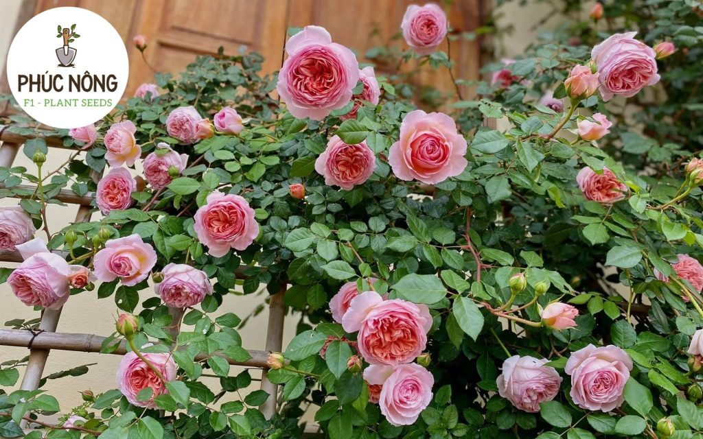 Hoa hồng ngoại Abraham Darby nổi bật với sắc cam đào pha hồng phấn dịu dàng