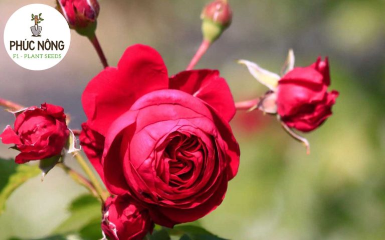Hoa hồng ngoại Red Eden sở hữu màu đỏ rực nổi bật, rất hợp trang trí sân vườn