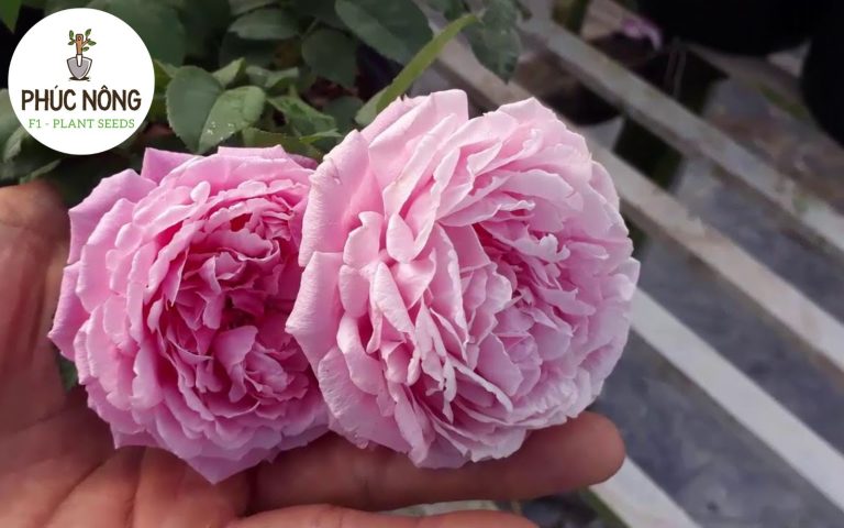 Hoa hồng ngoại Soeur Emmanuelle nổi bật với gam hồng tím mềm mại và thanh lịch
