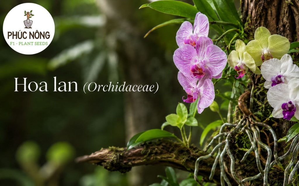 Giới thiệu về hoa lan, hoa lan là gì