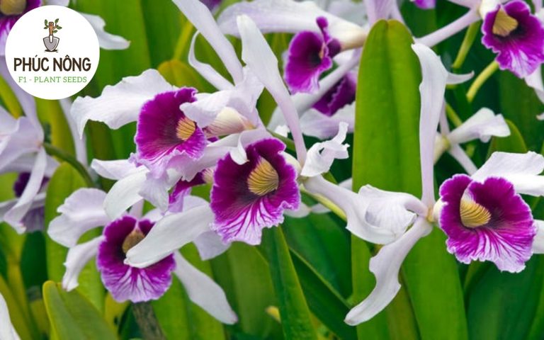 Lan Cattleya gây ấn tượng với hoa lớn, màu sắc rực rỡ và vẻ đẹp quý phái