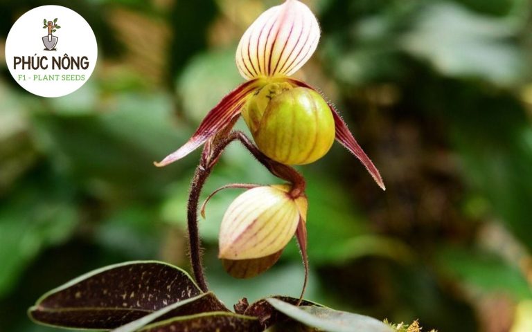 Lan Hài có dáng hoa độc đáo, lạ mắt và thường được trồng để sưu tầm