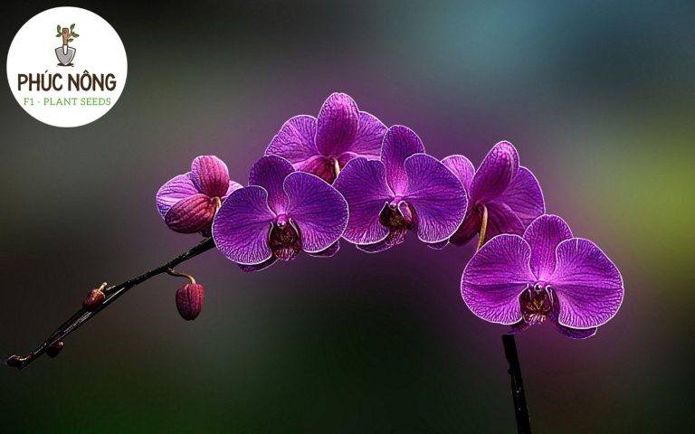 Lan Hồ Điệp nổi bật với vẻ đẹp sang trọng, màu sắc đa dạng và hoa lâu tàn