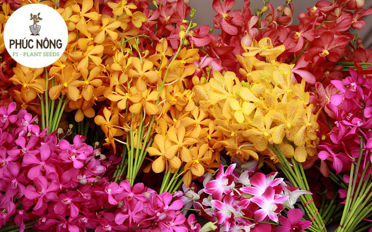 Lan Mokara có màu sắc tươi sáng, cành hoa dài và thường được trồng làm cảnh