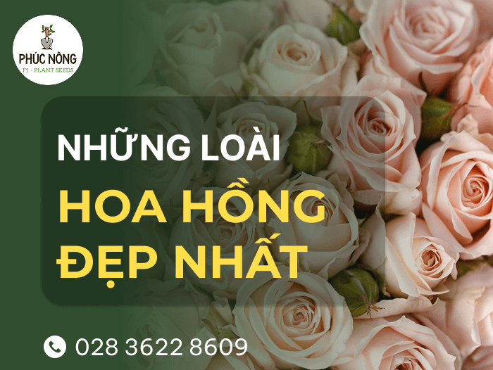 những loài hoa hồng xinh đẹp, rực rỡ và dễ trồng tại nhà
