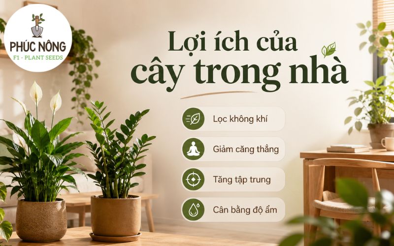 Trồng cây trong nhà đem đến nhiều lợi ích về sức khỏe